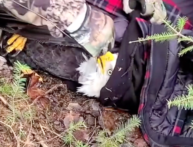 Guys Rescue Bald Eagle Caught In Snare