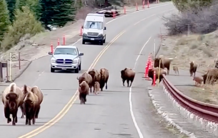 Bison Stampede Across Bridge in Yellowstone National Park