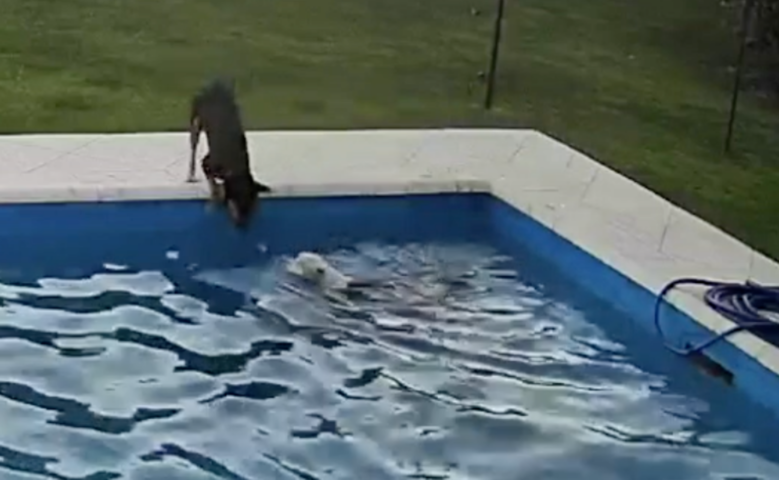 Doggy Guides Blind Best Friend Out of Pool