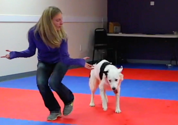 Dog does routine with girl