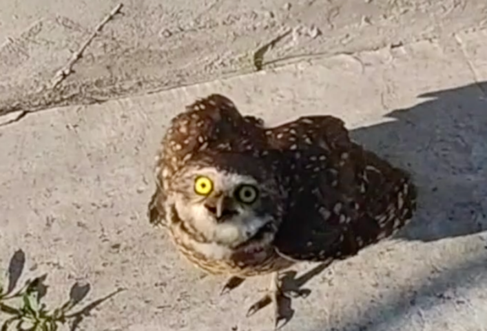 Baby Owl Gets a Helping Hand